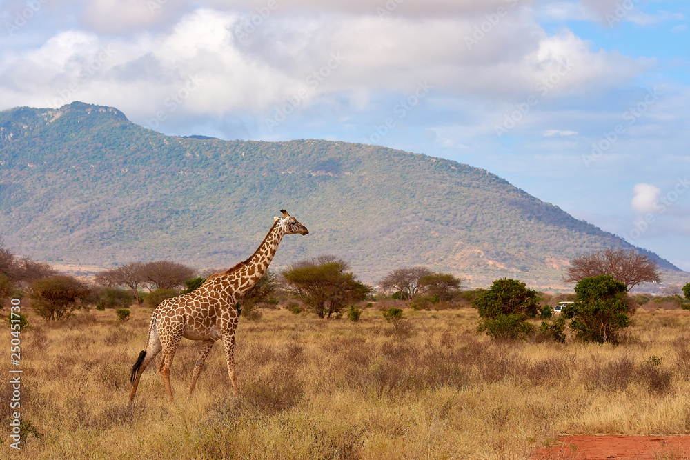 View of the Giraffe in Tsavo National Park in Kenya, Africa. Safari car, blue sky with clouds and mountain