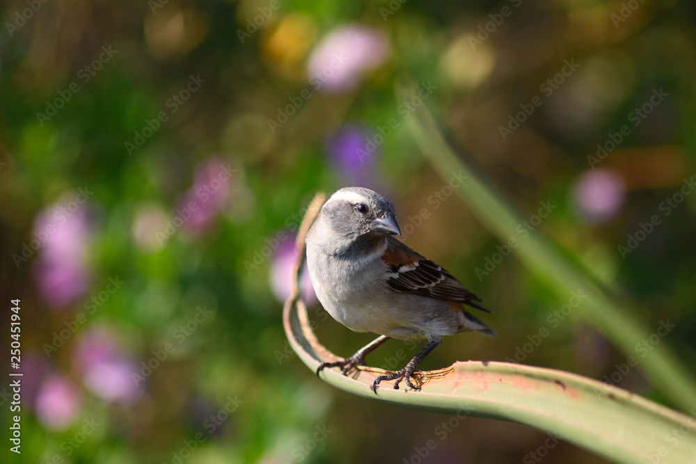 Fototapeta premium Bird curious