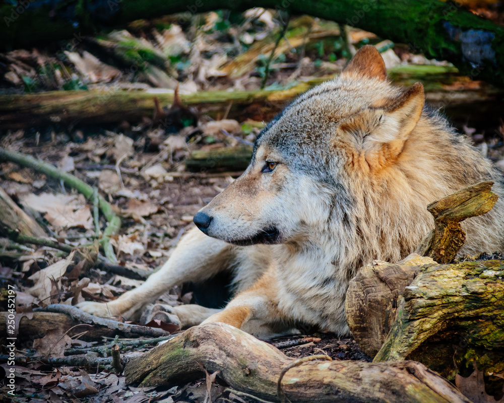 Fototapeta premium wolf in the forest