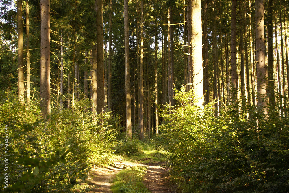 Obraz premium Waldlandschaft romantisch wild 2019203