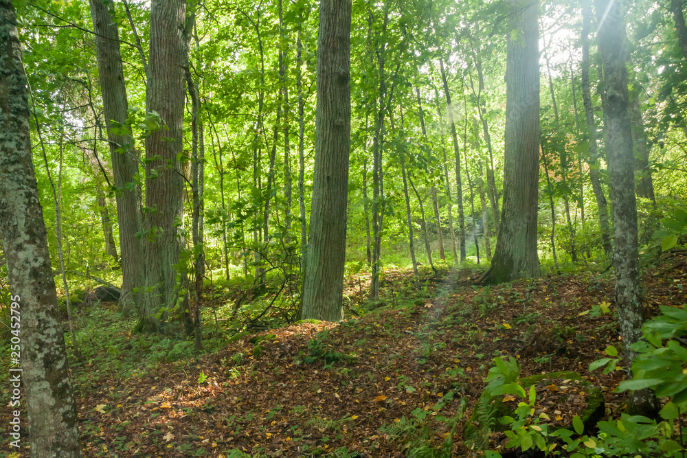 Obraz premium Thick tree trunks are in the forest in Finland at summer.