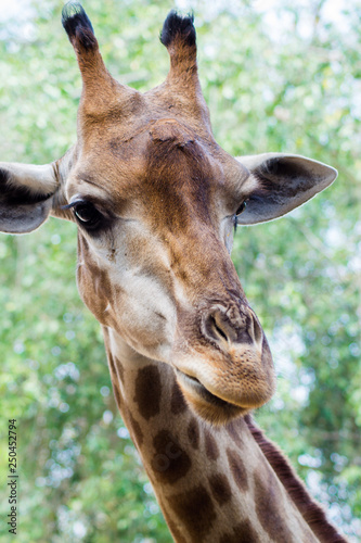 portrait of a giraffe © Jeeranan