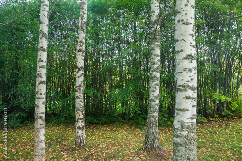 Fototapeta Naklejka Na Ścianę i Meble -  There is birch trunks and background texture of thin trees in Finland forest at summer.