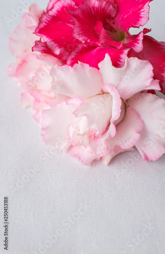 Red and pink flower  on white fabric texture table top with empty copy space....