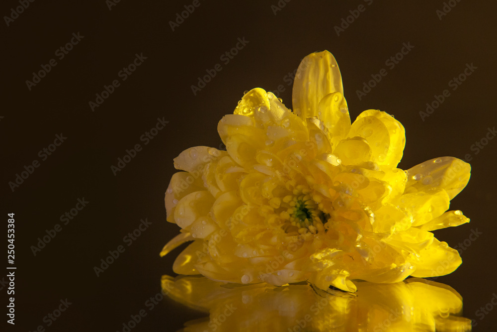 Fototapeta premium Macro photography of a beautiful bud yellow chrysanthemum, lying on the wet mirror.