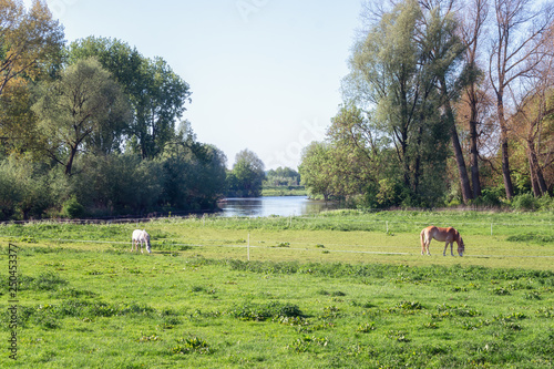 Horses grazing in the floodplains of the river Linge in the Betuwe region