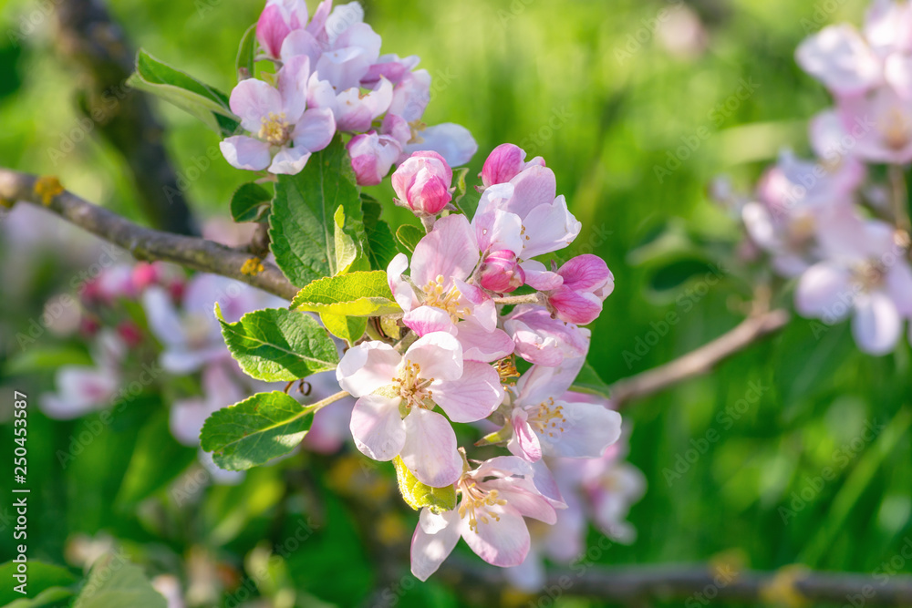 Branch with a beautiful flowering apple blossoms somewhere in the fruit region De Betuwe Branch with a beautiful flowering apple blossoms somewhere in the fruit region De Betuwe
