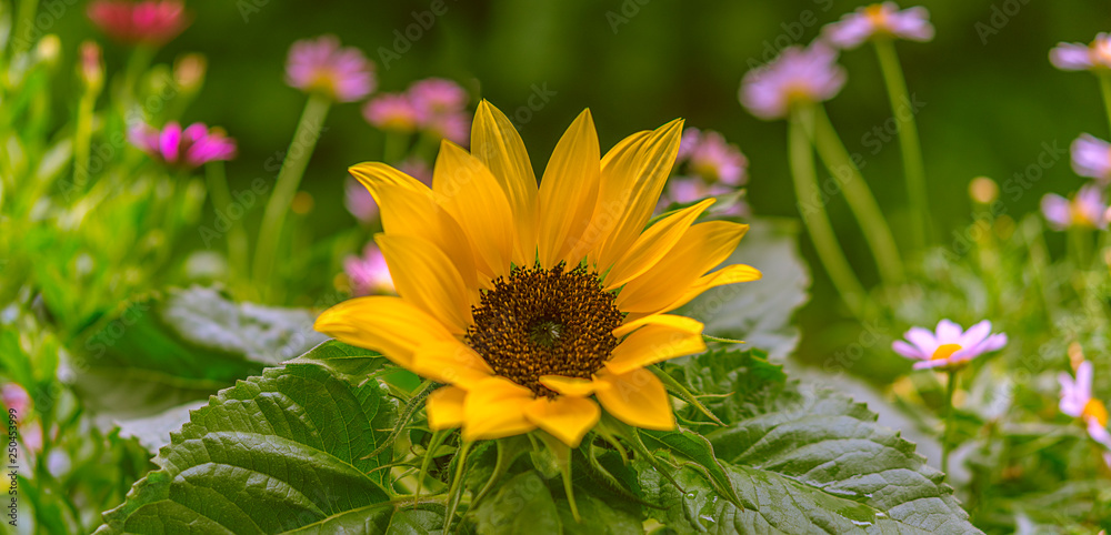 Obraz premium Blumenwiese mit Sonnenblume - Flower meadow with sunflower