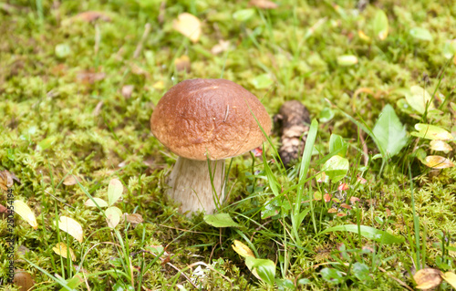 Fresh boletus mushrooms in forest in Finland at autumn. Brown boletus mushroom, greater edible mushroom. Cooking delicious organic mushroom and gourmet food.