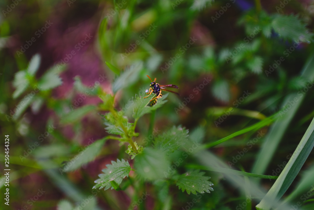 Common wasp, Dolichovespula, perched on a branch of nettle. Common wasp, Dolichovespula, perched on a branch of nettle.