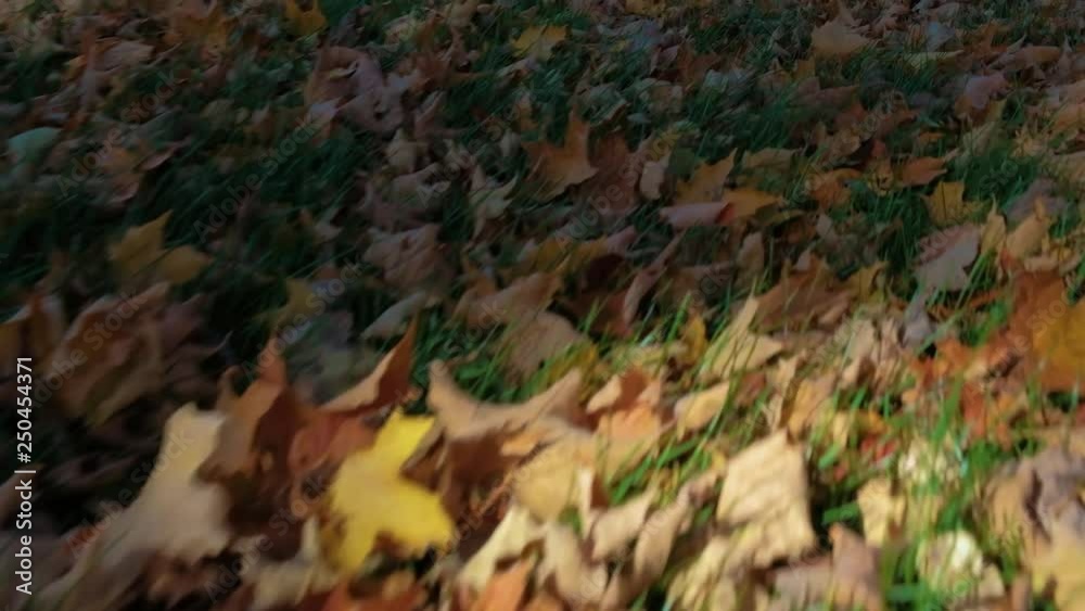 Fall Foliage - Vibrant Colors - New England, Vermont 4k Fall Foliage - Vibrant Colors - New England, Vermont 4k