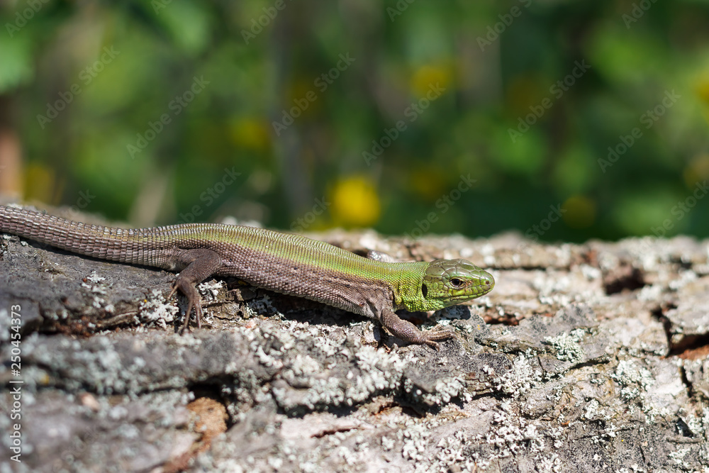 In spring, the lizard basks in the sun. Lizard on the tree. In spring, the lizard basks in the sun. Lizard on the tree.
