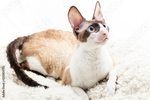 Fotografie cornish rex curly cat lying on white blanket