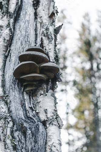 Polypores on birch trunk photo