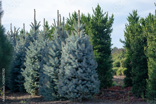 Beautiful young Colorado blue spruce growing on plantation, natural Christmas tree for Christmas holidays