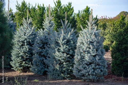 Beautiful young Colorado blue spruce growing on plantation, natural Christmas tree for Christmas holidays