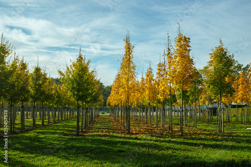 Privat garden, parks tree nursery in Netherlands, specialise in medium to very large sized trees, grey alder trees in rows