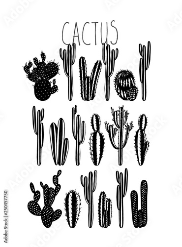 Hand drawn cactus