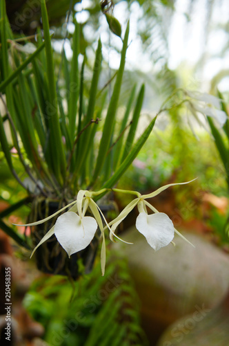 Brassavola nodosa orchis white flowers photo