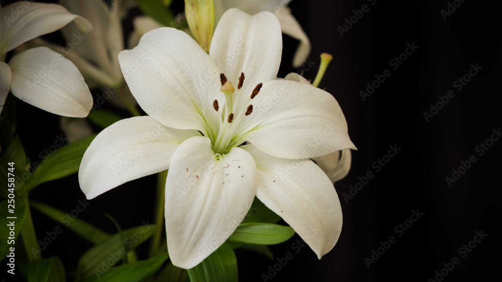 Fototapeta premium White lilies on black background close-up
