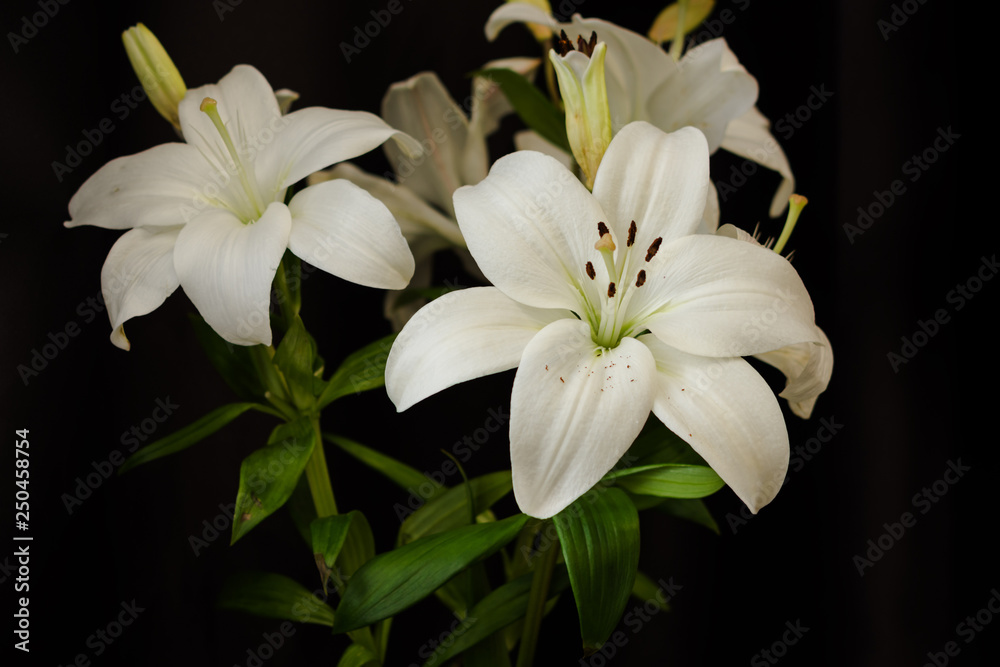 Fototapeta premium White lilies on black background close-up
