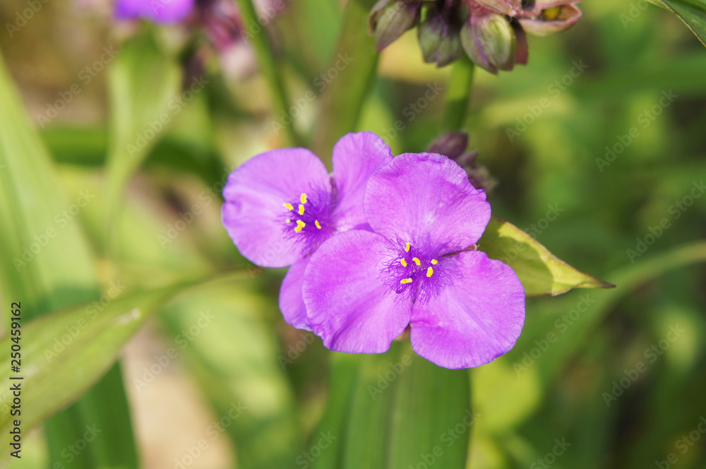 Tradescantia concord grape or spiderworts violet flowers with green background Tradescantia concord grape or spiderworts violet flowers with green background