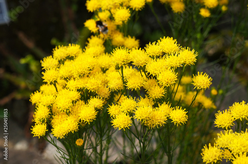 Fototapeta Naklejka Na Ścianę i Meble -  Galatella linosyris or goldilocks aster  yellow flowers