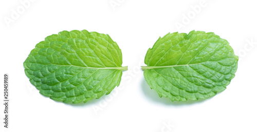 fresh raw mint leaves isolated on white background