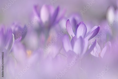 Blühender Krokus im Frühling. Krokusse blühen auf Wiese. 