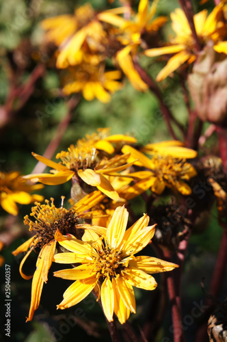 Ligularia dentata othello or summer ragwort yellow flowers vertical