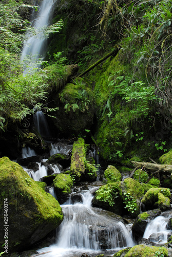 Twin Falls - Hoh River