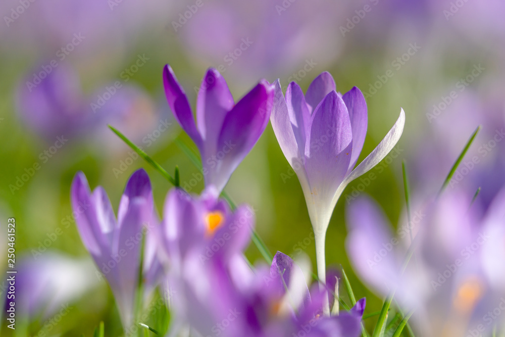 Blühender Krokus im Frühling. Krokusse blühen auf Wiese. Blühender Krokus im Frühling. Krokusse blühen auf Wiese.