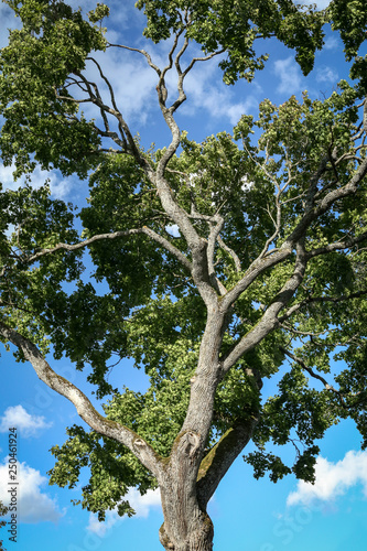 Maple tree with lush green leaves on a sunny day from below in a blue sky background