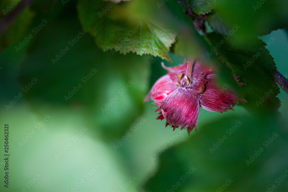 hazelnuts on a branch