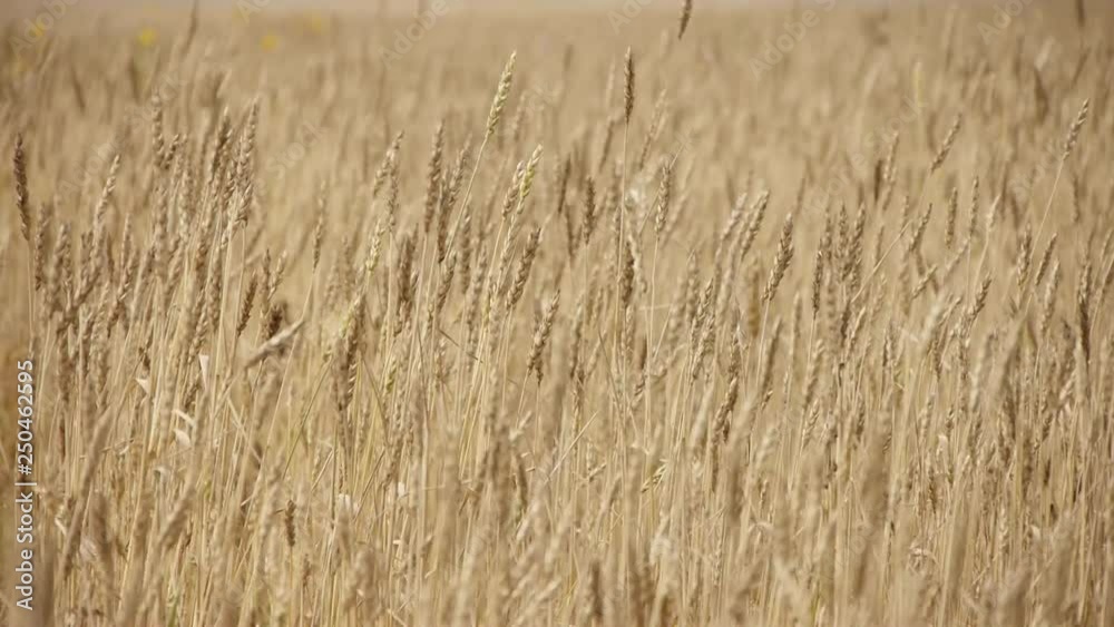 ripe ears of wheat on the field ripe ears of wheat on the field
