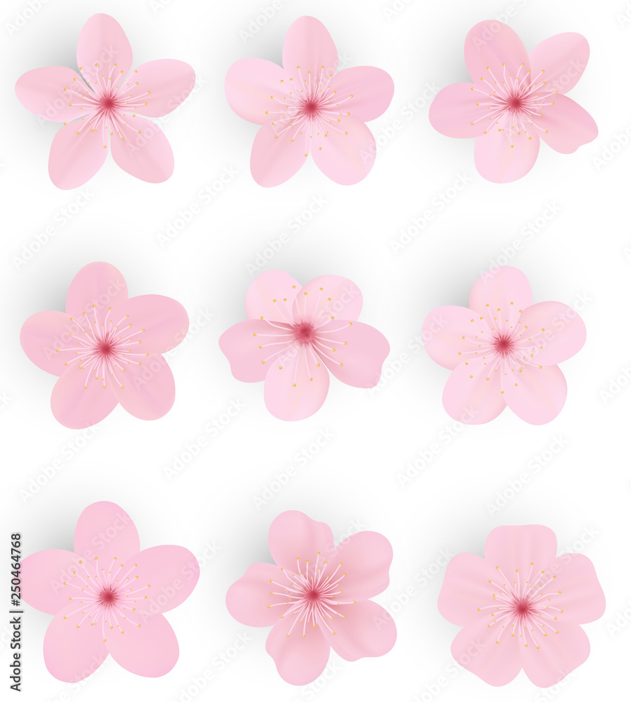 Realistic sakura or cherry blossom; Japanese Spring Flower Sakura; Pink Cherry Flower. Realistic sakura or cherry blossom; Japanese Spring Flower Sakura; Pink Cherry Flower.