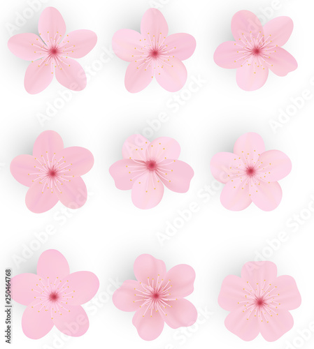 Realistic sakura or cherry blossom  Japanese Spring Flower Sakura  Pink Cherry Flower. © writerfantast