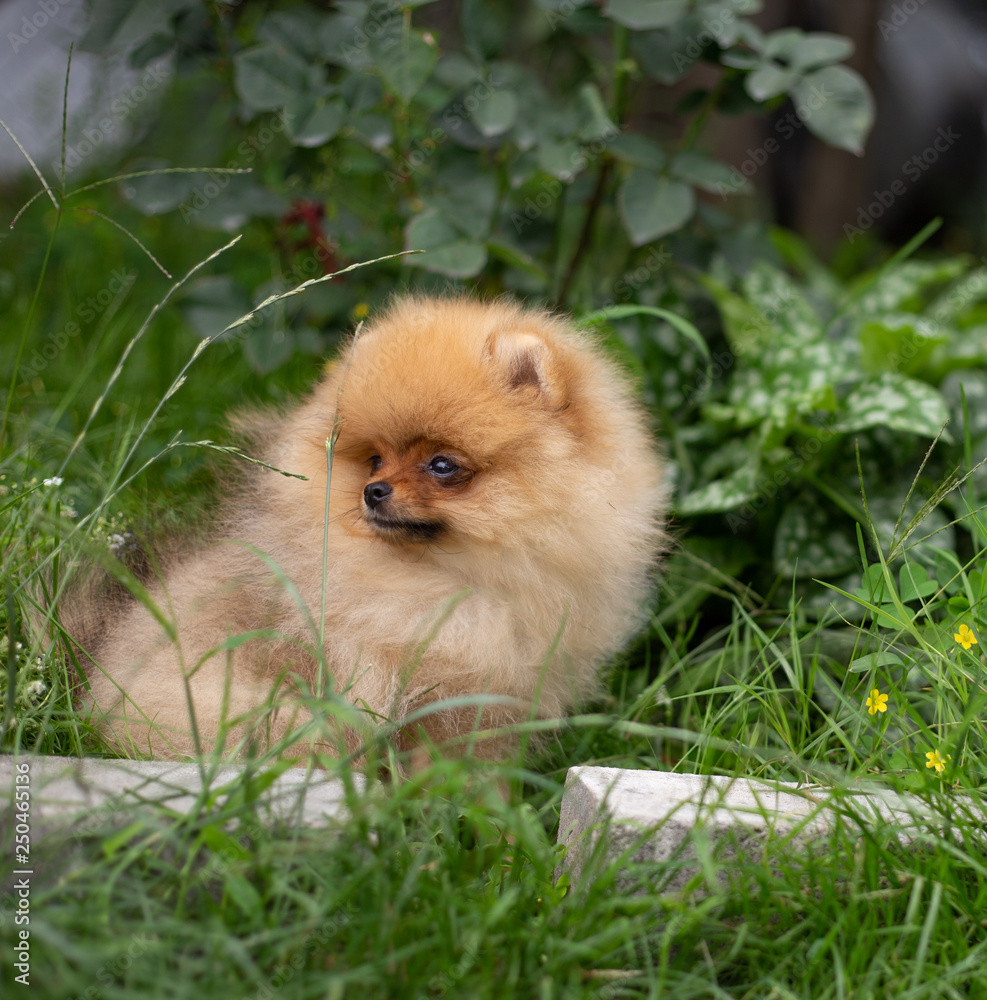 Beautiful orange dog - pomeranian Spitz. Puppy pomeranian dog cute pet happy smile playing in nature Beautiful orange dog - pomeranian Spitz. Puppy pomeranian dog cute pet happy smile playing in nature