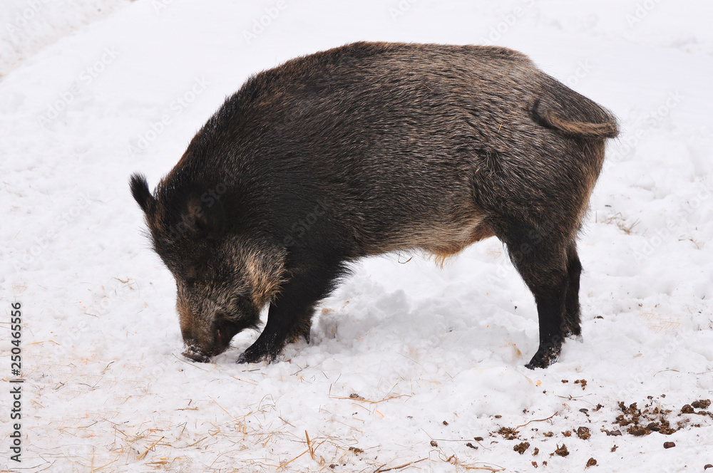 Boar looking for something to eat in the winter forest Boar looking for something to eat in the winter forest