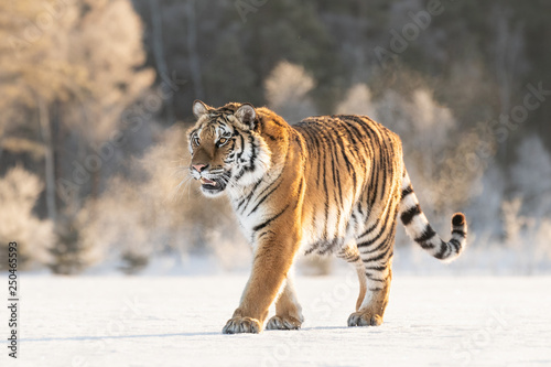 Amazing Siberian Tiger female on sunny winter day. Gorgeous, dangerous and endangered animal. Powerful, majestic and beautiful predator. In its own environment, cold winter, snow, trees.