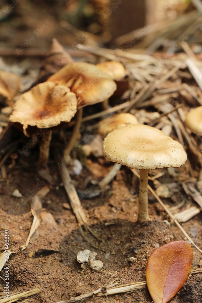 Organic fresh mushrooms with nature in garden Organic fresh mushrooms with nature in garden