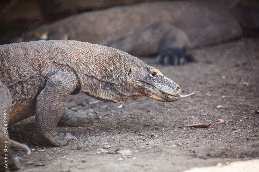 Komodo dragon lying/walking at Komodo Island, Indonesia