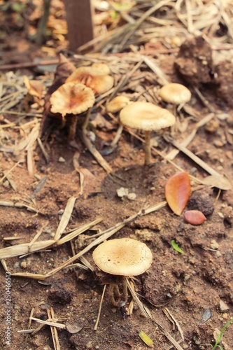 Organic fresh mushrooms with nature in garden