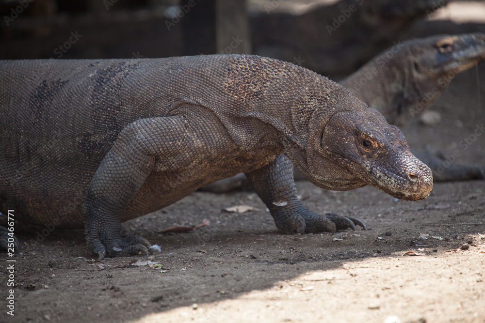 Komodo dragon lying/walking at Komodo Island, Indonesia