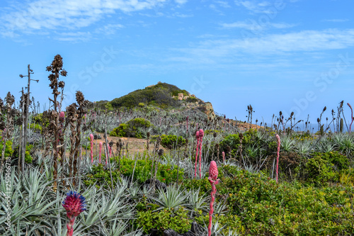 Blooming spring flowers and cacti on a sea shore