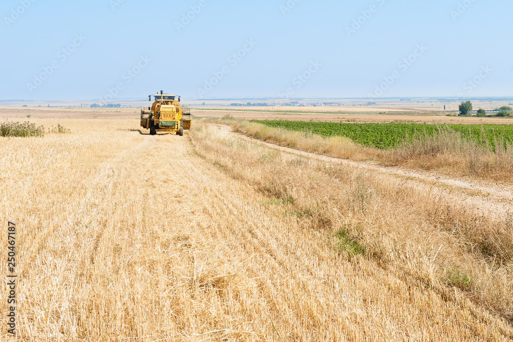 Obraz premium Harvester performing mowing tasks in the field.