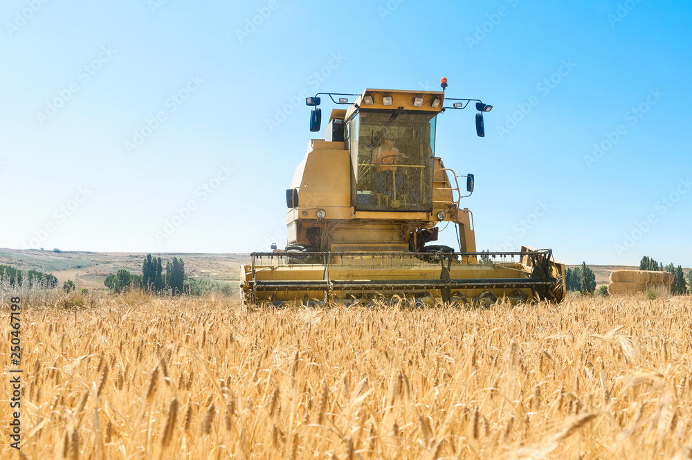 Fototapeta premium Harvester performing mowing tasks in the field.