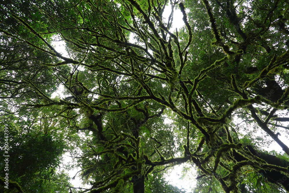 Fototapeta premium sunlight throught green moss on nature tree of greenery rainforest jungle