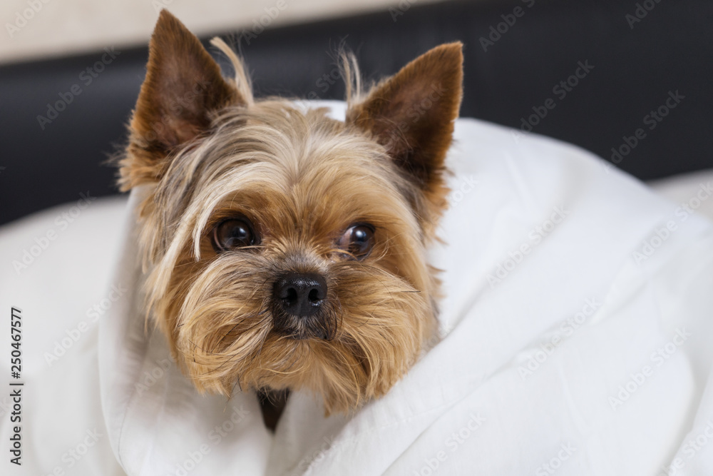 A dog in a white blanket in bed, a Yorkshire terrier A dog in a white blanket in bed, a Yorkshire terrier