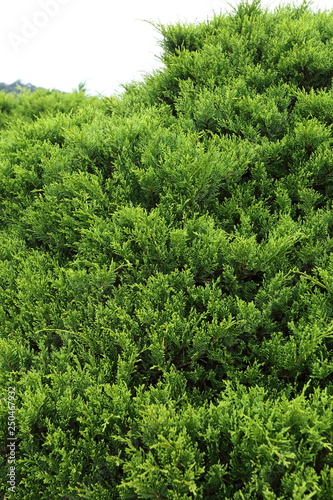 green pine tree in nature